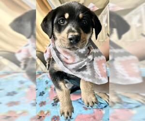 German Shepherd Dog-Unknown Mix Dogs for adoption in Visalia, CA, USA