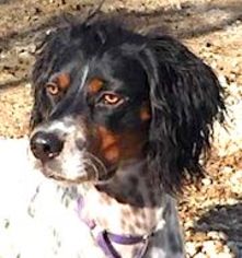 English Springer Spaniel Dogs for adoption in Shakopee, MN, USA