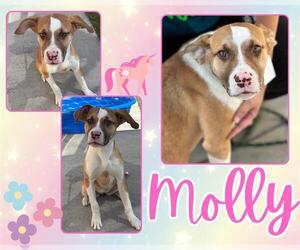 Labrador Retriever-Unknown Mix Dogs for adoption in Pearland, TX, USA