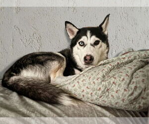 - Mix Dogs for adoption in Sandy, UT, USA