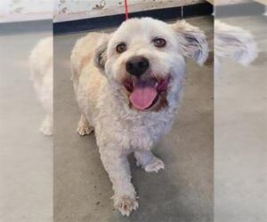 Maltese-Poodle (Standard) Mix Dogs for adoption in Camarillo, CA, USA