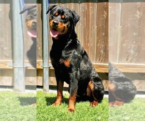 Rottweiler Dogs for adoption in Great Bend, KS, USA
