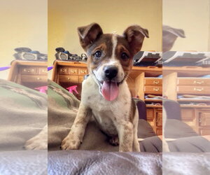 Mutt Dogs for adoption in Garden City, NY, USA