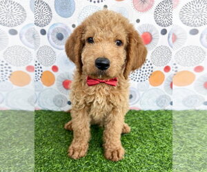 Goldendoodle Dogs for adoption in Corona, CA, USA