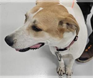 Labrador Retriever-Unknown Mix Dogs for adoption in Temple, TX, USA