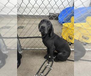 Mutt Dogs for adoption in HESPERIA, CA, USA