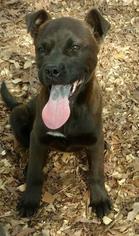 Akita Dogs for adoption in Bronx, NY, USA