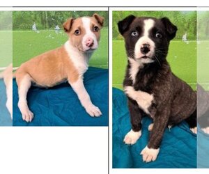 Medium Photo #2 Border Collie-Boxer Mix Puppy For Sale in Jackson Township, NJ, USA