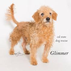 Cavapoo Dogs for adoption in Campbell, CA, USA