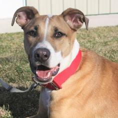 Greyhound-Unknown Mix Dogs for adoption in Menominee, MI, USA