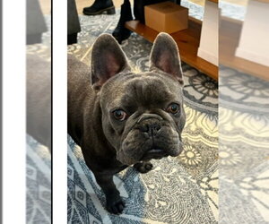 French Bulldog Dogs for adoption in Dublin, OH, USA