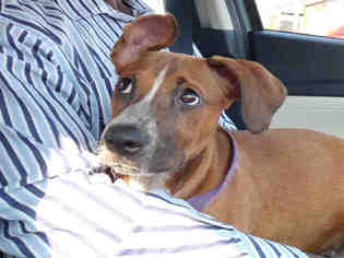 Medium Photo #1 Boxer Puppy For Sale in Houston, TX, USA