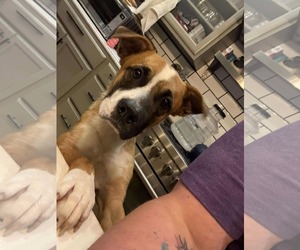 Mutt Dogs for adoption in Woodbury, NY, USA