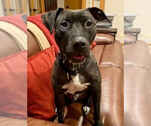 American Pit Bull Terrier-Plott Hound Mix Dogs for adoption in Techny, IL, USA