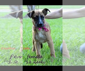 Boxer Dogs for adoption in New Orleans, LA, USA