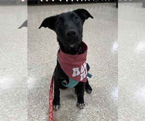 Labrador Retriever-Unknown Mix Dogs for adoption in Minneapolis, MN, USA