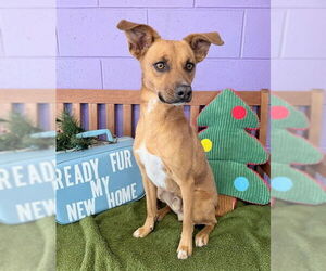 Black Mouth Cur-Unknown Mix Dogs for adoption in Genesee, WI, USA