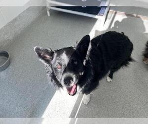 Border Collie Dogs for adoption in Fort Collins, CO, USA