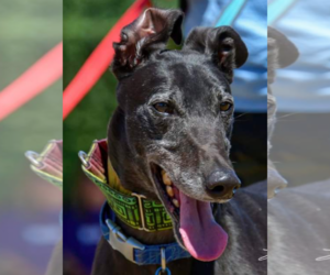 Greyhound Dogs for adoption in Minneapolis, MN, USA