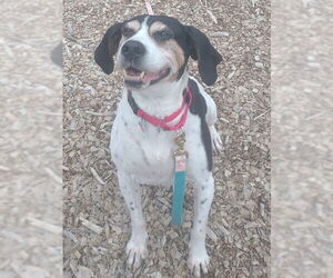 Treeing Walker Coonhound Dogs for adoption in Waterford, VA, USA