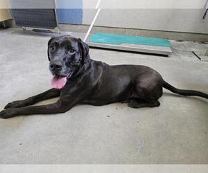 Golden Labrador Dogs for adoption in Camarillo, CA, USA