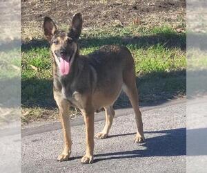 German Shepherd Dog Dogs for adoption in San Antonio, TX, USA