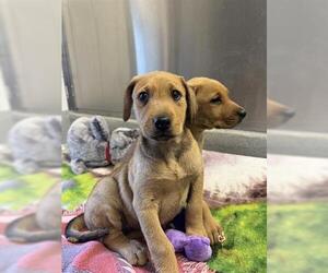 Labrador Retriever Dogs for adoption in San Martin, CA, USA