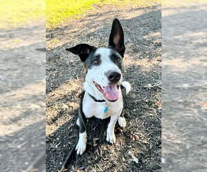 Mutt Dogs for adoption in Rockaway, NJ, USA