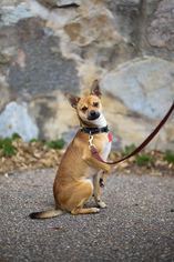 Chihuahua Dogs for adoption in Buffalo, MN, USA