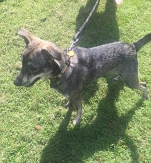 Medium Photo #1 Greyhound-Unknown Mix Puppy For Sale in Doylestown, PA, USA