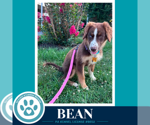 Australian Shepherd Dogs for adoption in Kimberton, PA, USA