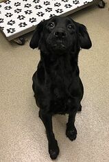 Mutt Dogs for adoption in Birdsboro, PA, USA