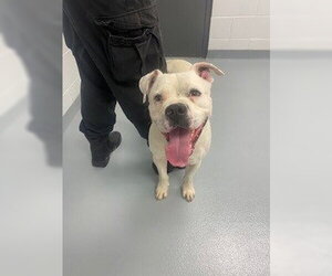 American Bulldog-Unknown Mix Dogs for adoption in St. Cloud, FL, USA