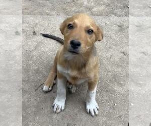 Labrador Retriever-Unknown Mix Dogs for adoption in Aurora, IN, USA