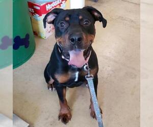 Rottweiler-Unknown Mix Dogs for adoption in Wadena, MN, USA