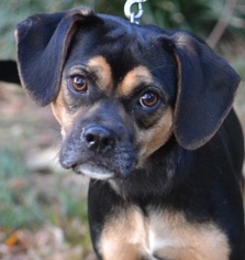 Puggle Dogs for adoption in Enfield, CT, USA
