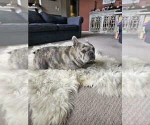 French Bulldog-Unknown Mix Dogs for adoption in Lakewood, CO, USA