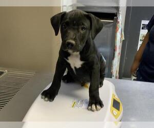 Labrador Retriever-Unknown Mix Dogs for adoption in Visalia, CA, USA