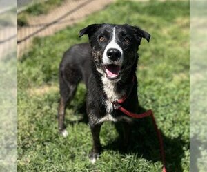 Border Collie-Unknown Mix Dogs for adoption in Modesto, CA, USA