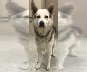 German Shepherd Dog-Unknown Mix Dogs for adoption in Conroe, TX, USA