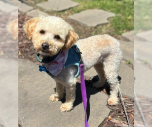 Poodle (Toy)-Unknown Mix Dogs for adoption in Brooklyn Center, MN, USA