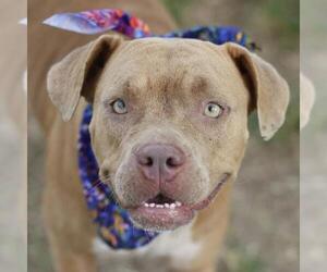 American Staffordshire Terrier-Unknown Mix Dogs for adoption in San Antonio, TX, USA