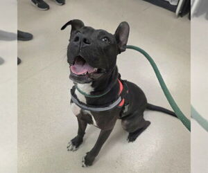 American Pit Bull Terrier-Unknown Mix Dogs for adoption in Long Beach, CA, USA