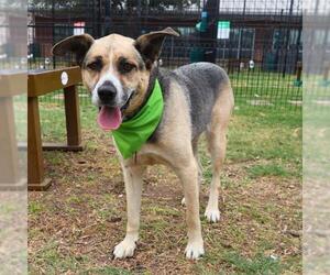 Huskies -Unknown Mix Dogs for adoption in San Antonio, TX, USA