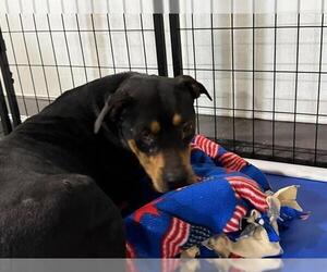 Rottweiler-Unknown Mix Dogs for adoption in Bakersfield, CA, USA