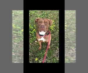 American Staffordshire Terrier-Unknown Mix Dogs for adoption in toms river, NJ, USA