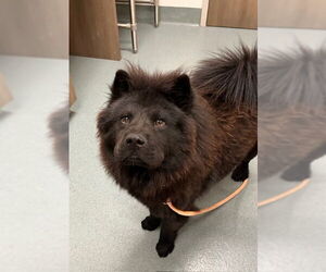 Chow Chow Dogs for adoption in Baytown, TX, USA