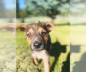 Mutt Dogs for adoption in Polson, MT, USA