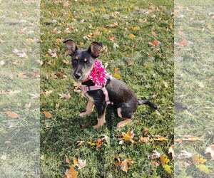 Mutt Dogs for adoption in St. Louis Park, MN, USA