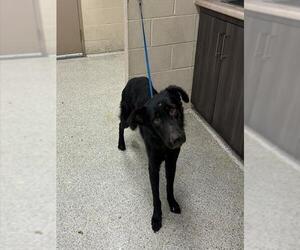German Shepherd Dog-Unknown Mix Dogs for adoption in Conroe, TX, USA